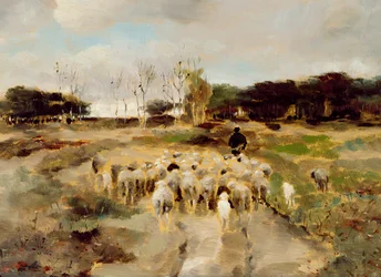 Sheep Flock